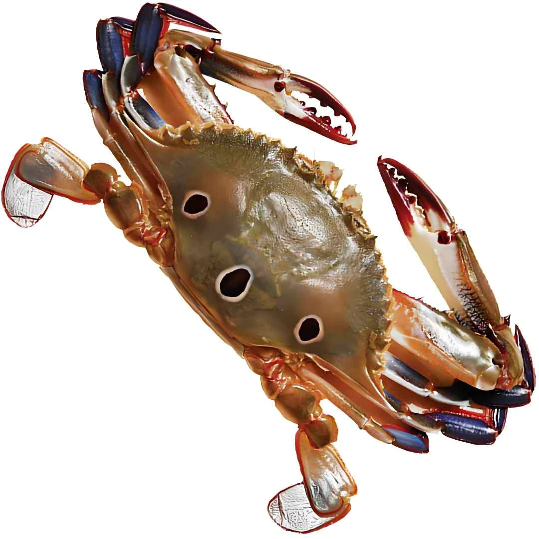 鲜活三点蟹400-500克/6头左右/8-9成肉蟹同城配送海鲜