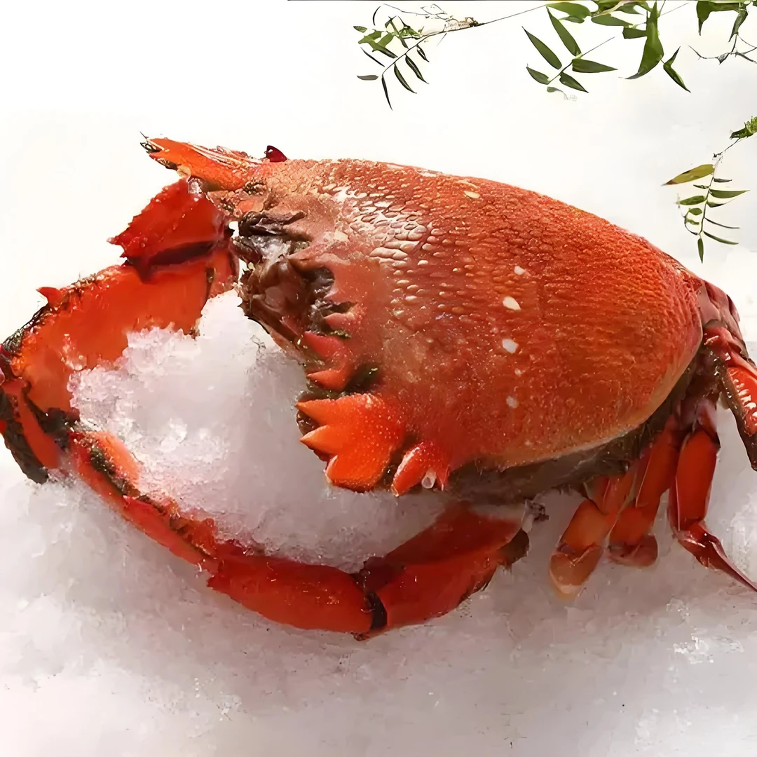 冰鲜老虎蟹/400-500克