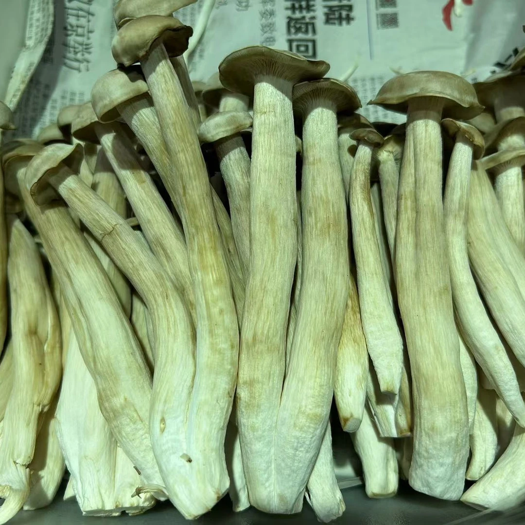 鹿茸菇 1斤（蔬菜）