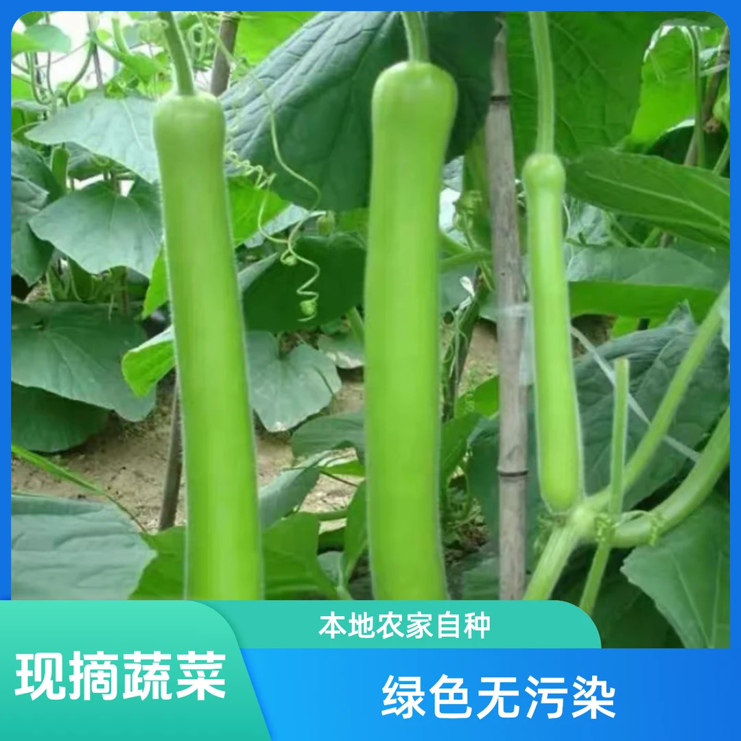 安庆农家自种老品种瓠子非转基因新鲜好吃瓠瓜当天现摘顺丰包邮