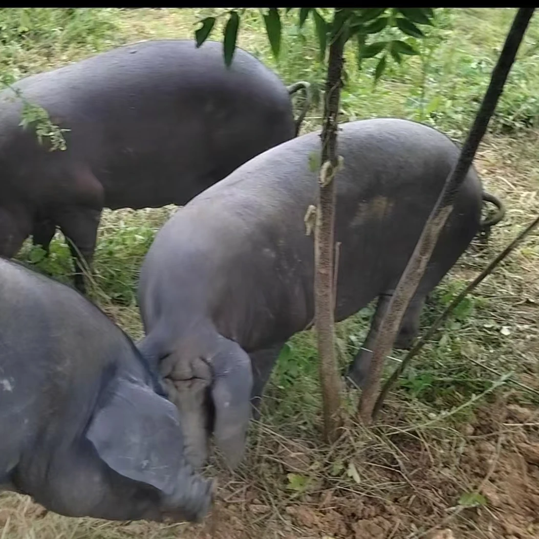 【直播现称改价链接】粮食喂养一年以上生态黑土猪猪蹄