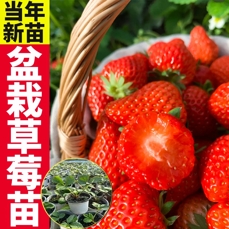 山东草莓苗甘甜盆栽室内四季奶油草莓原土原盆种植居家阳台盆栽