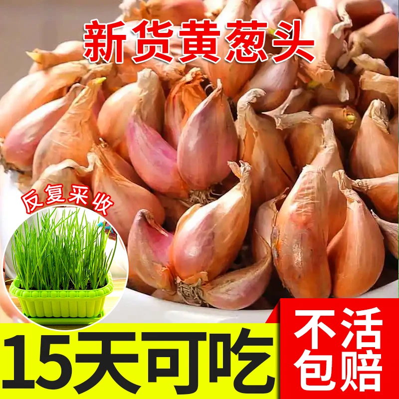 四季小香葱火葱头黄葱头红葱头阳台庭院田园盆栽种1斤3斤5斤包邮