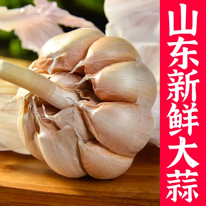 紫皮大蒜种子 蒜苗 山东寿光大蒜 蔬菜种子阳台盆栽花园 种植种籽