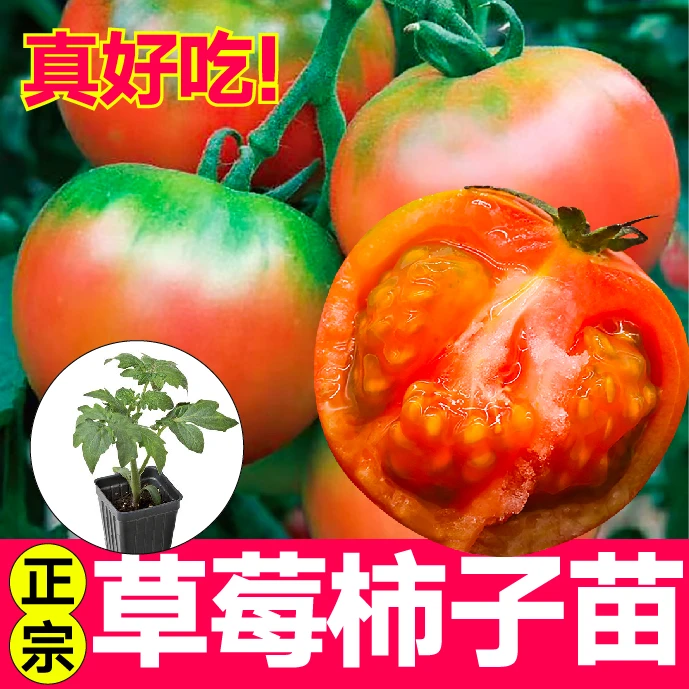 耐高温草莓番茄秧苗正宗东北铁皮西红柿酸甜可口庭院带土蔬菜苗