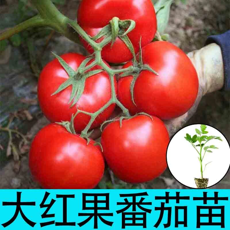 寿光大红果番茄秧苗高产抗病硬红果粉果西红柿蔬菜苗四季春秋阳台