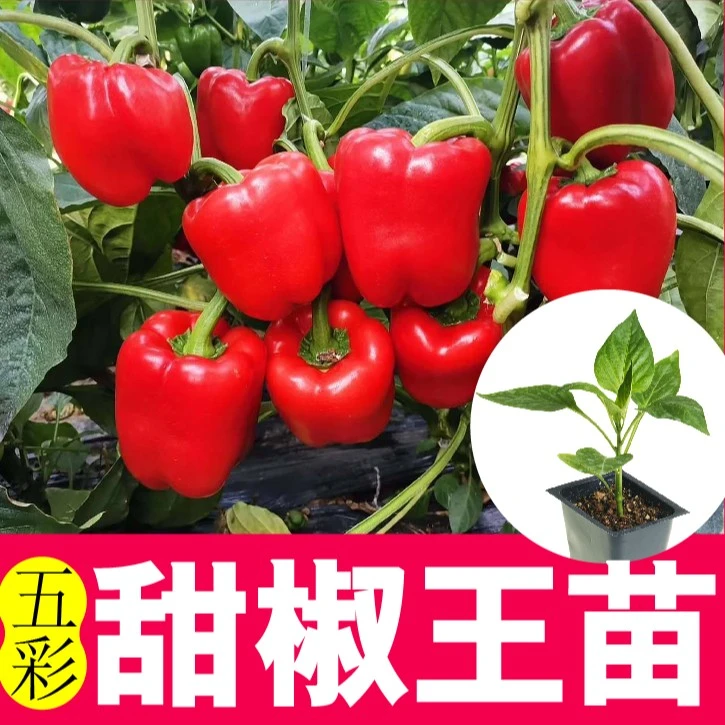 优质红方椒秧苗无籽肉厚彩椒圆椒种苗大果带土球阳台盆栽四季种植