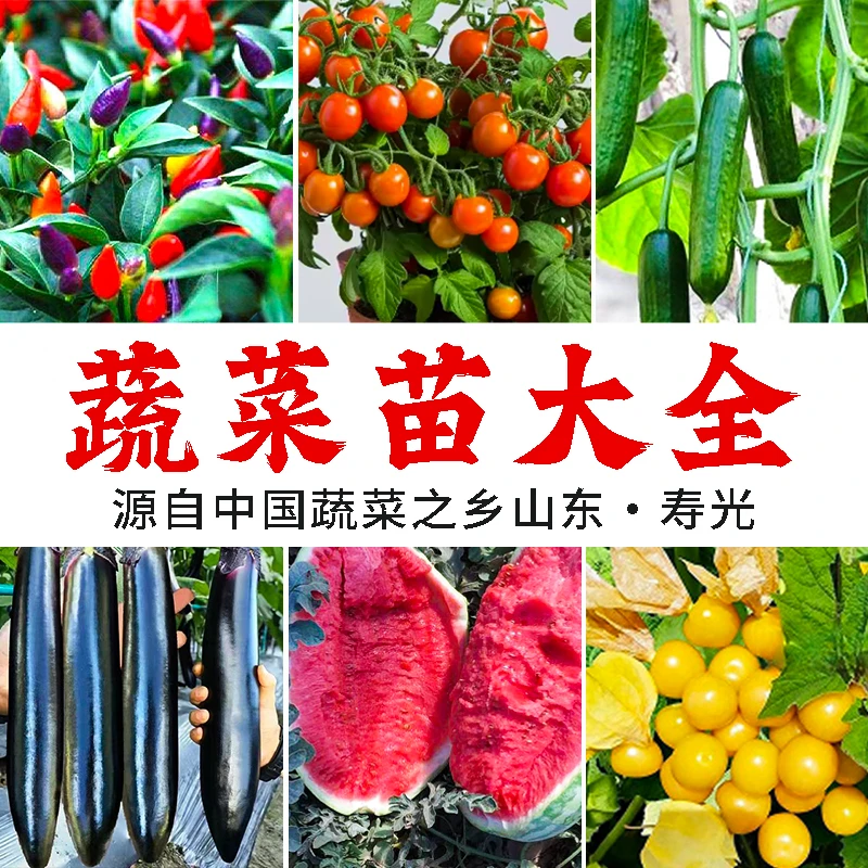 【山东寿光苗场直发 】 春季蔬菜大全各种番茄辣椒茄子黄瓜西瓜套装