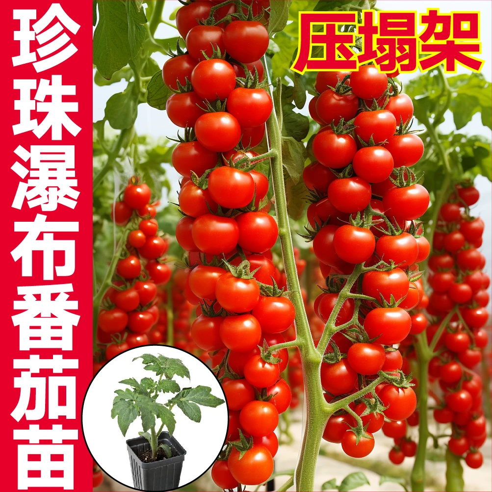 寿光珍珠瀑布番茄秧苗西红柿高产串收樱桃红色千禧四季高产压趴架
