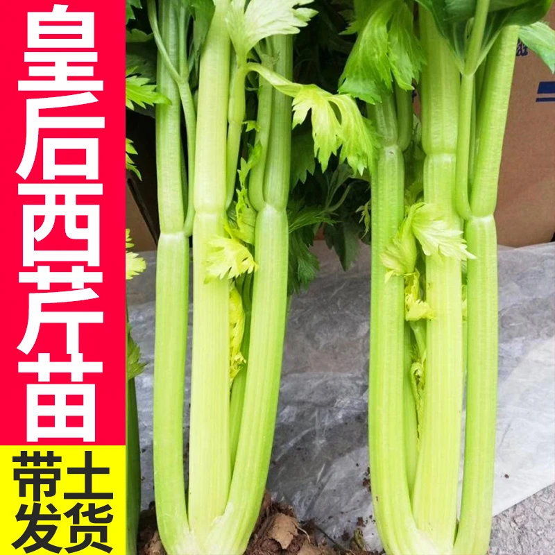 芹菜苗四季香芹根芹苗山东寿光易成活西芹苗10棵盆菜套装蔬菜种子