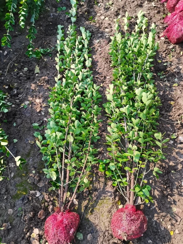 丛生北海道黄杨绿篱大叶黄杨树苗基地直发四季常青不落叶耐寒耐旱