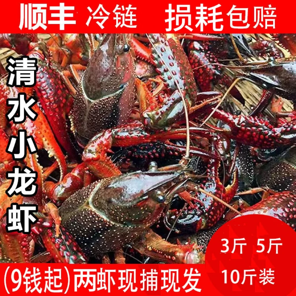 【两虾】潜江优质鲜活小龙虾两虾产地直发空运包邮新鲜2025年新虾