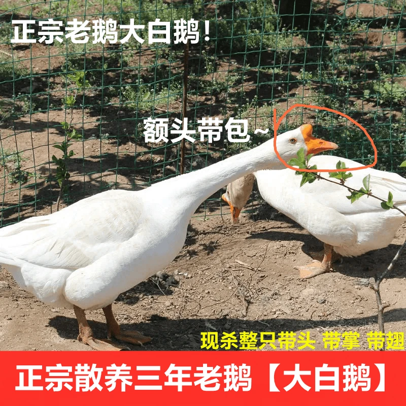 3年老鹅8-9斤【净重5.5斤左右】带大包农村散养吃五谷杂粮冷链包邮
