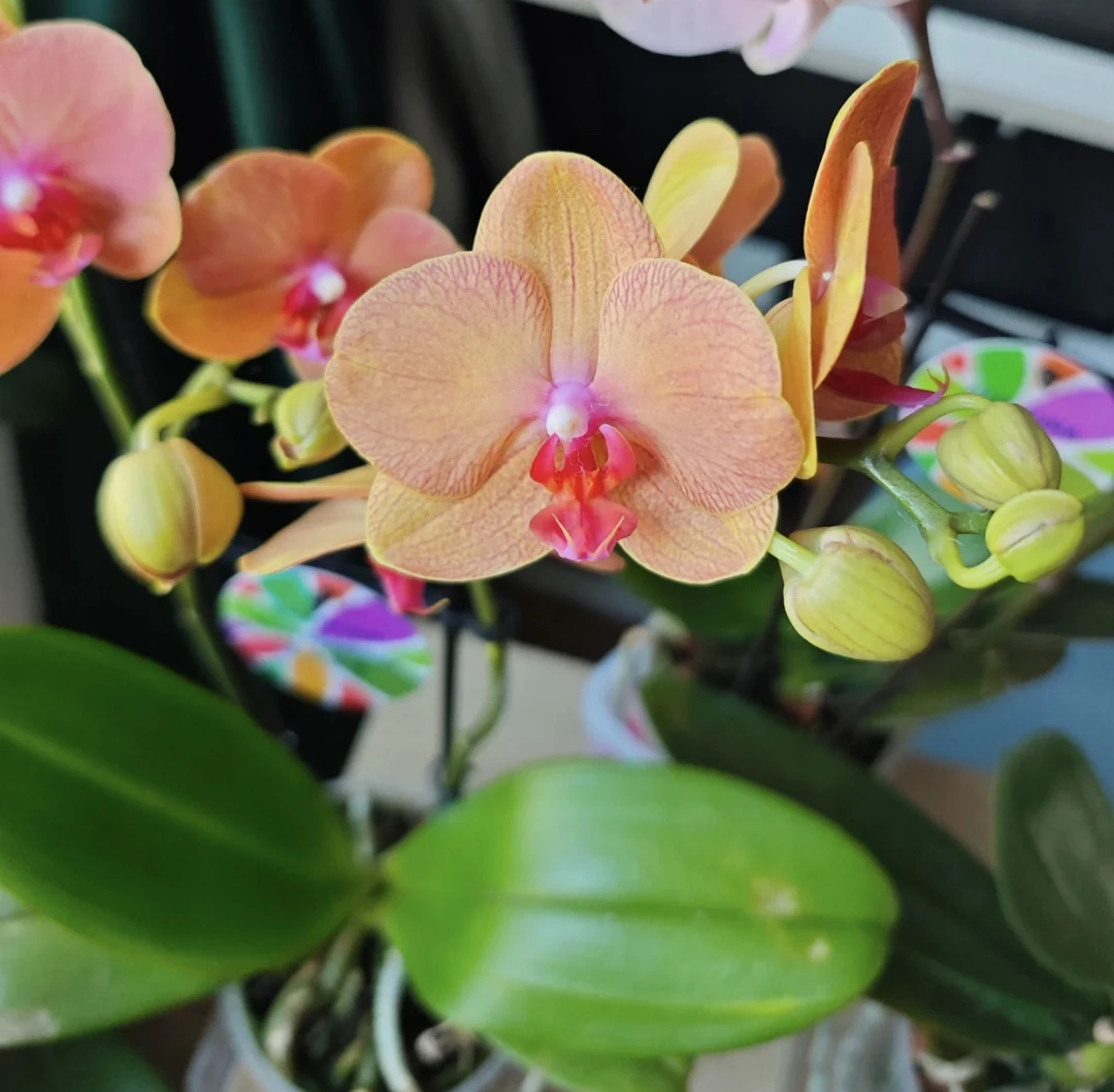 3.0寸欧品蝴蝶兰圣马力诺【叶损不包售后】