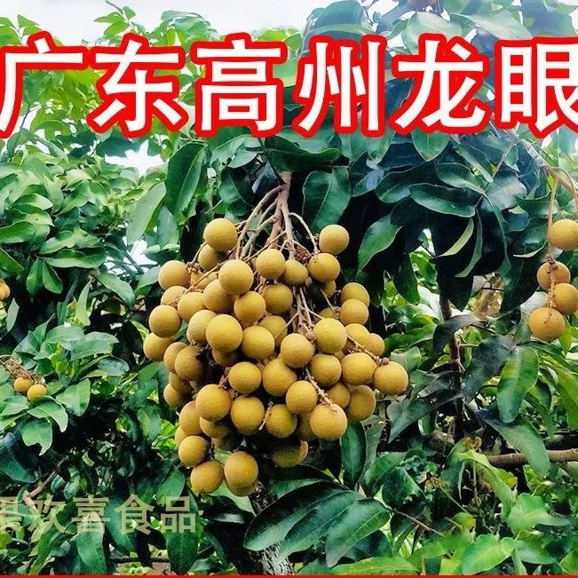 正宗广东高州储良新鲜龙眼现摘现发当季孕妇热带水果桂圆脆甜果