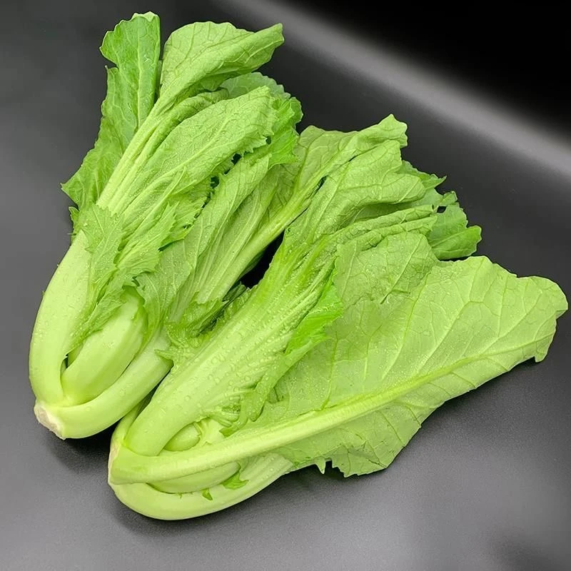 新鲜包心芥菜爽口现摘蔬菜大叶宽邦青菜芥菜2斤-5斤多汁腌制酸菜
