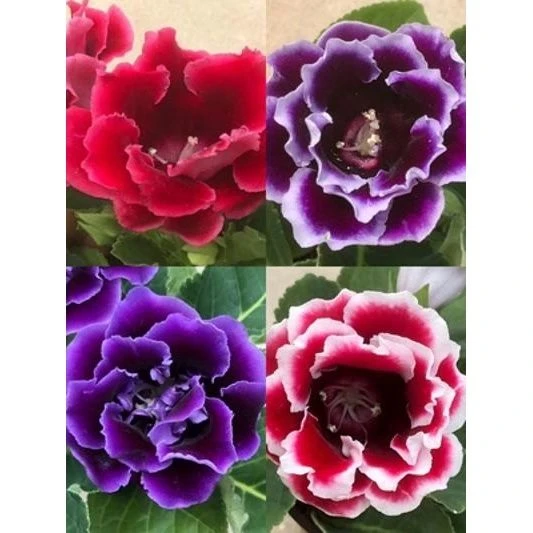 重瓣大岩桐盆栽富贵芙蓉花苗室内观花植物带花发货四季开花