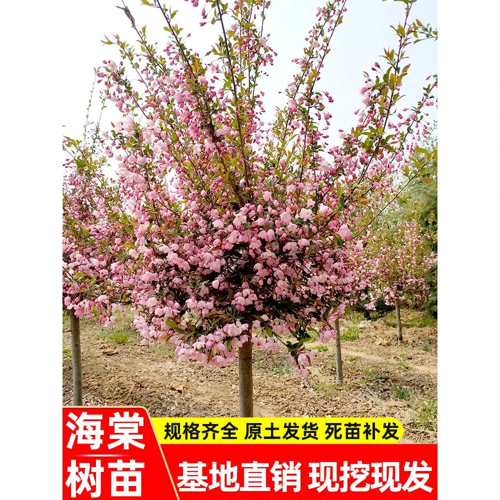 垂丝海棠树苗大型庭院绿化北美西府海棠植物四季地栽盆栽当年开花