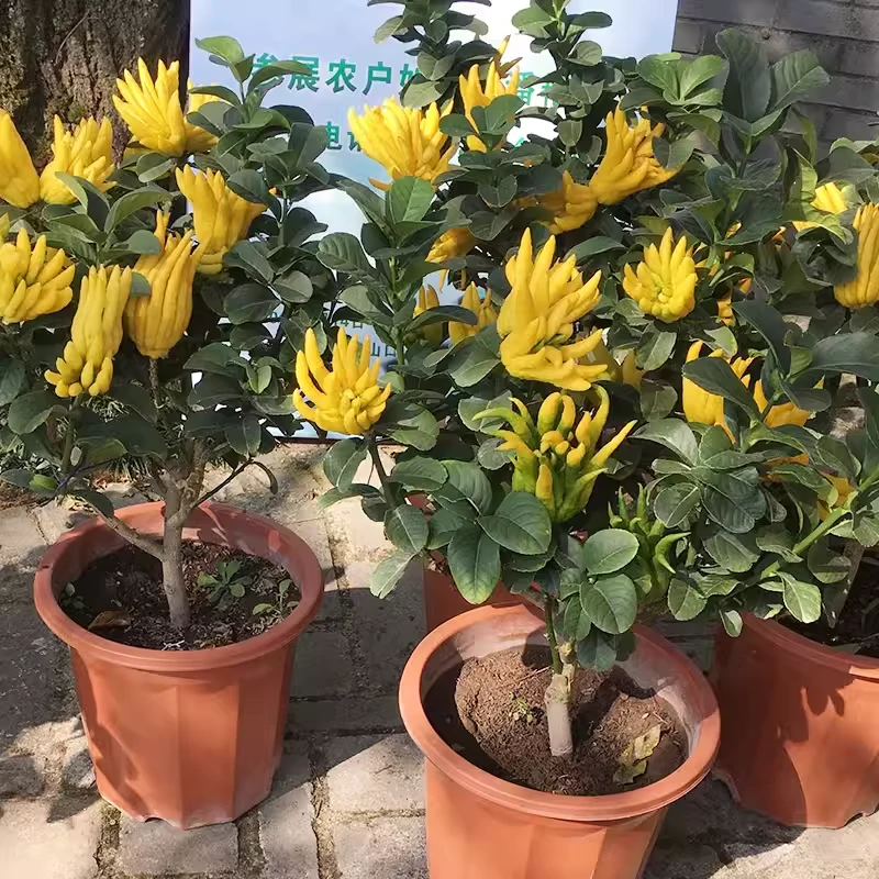 佛手树苗盆栽带果金华佛手柑盆景可食用植物阳台庭院花卉绿植好养