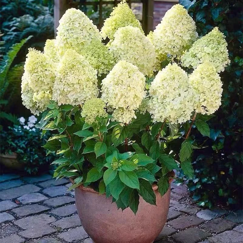 木绣球石灰灯 夏日美人老苗阳台花园大花绣球花苗多年生带花苞