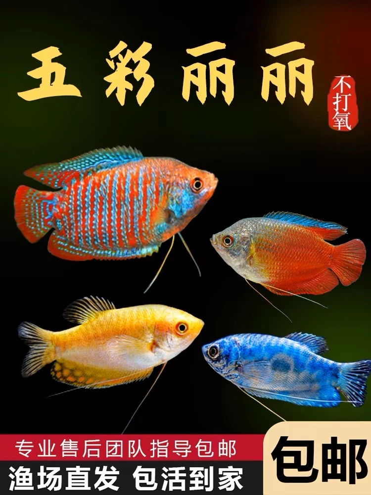 蓝曼龙活体丽丽鱼曼龙鱼热带鱼观赏鱼小鱼观赏鱼精品五彩丽丽