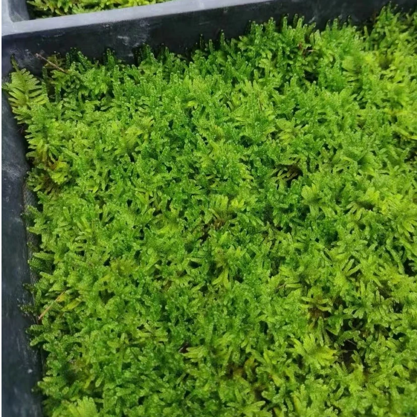 苔藓 小叶赤楠 榆树 矮罗汉松 狼尾蕨