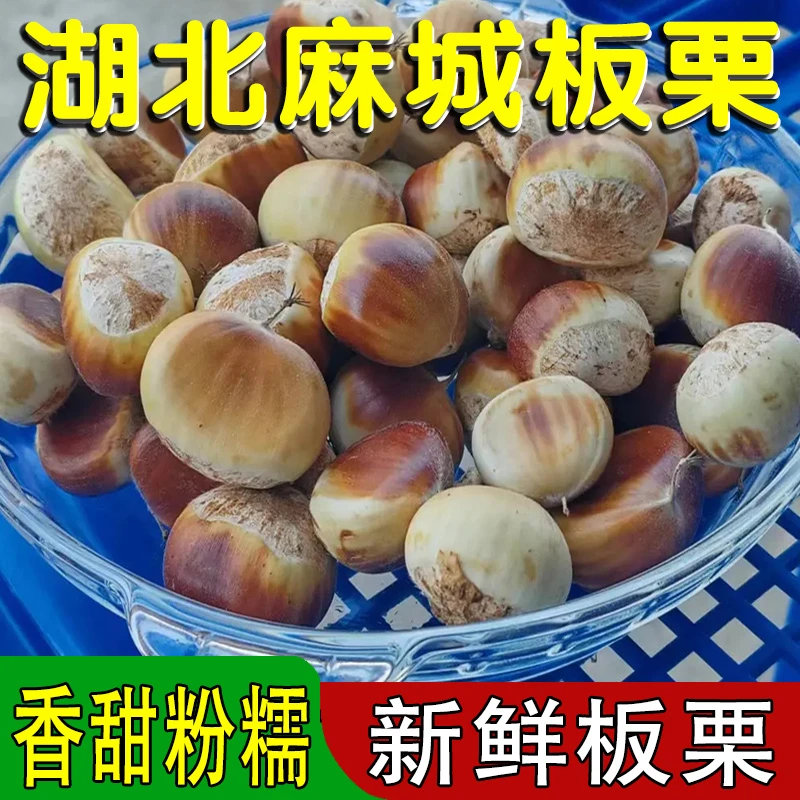 麻城板栗新鲜栗子生嫩板栗油栗子毛栗子湖北板栗板栗仁即食生栗子