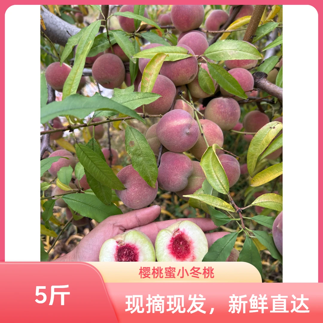 【精品中果】山地樱桃蜜小冬桃原产地直发脆甜脆软两吃桃香浓郁