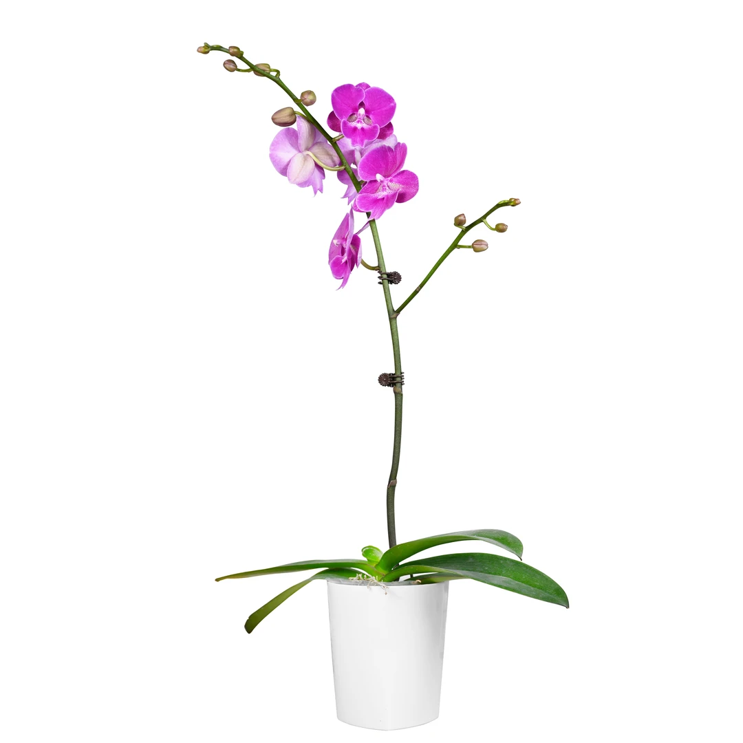 TOP FLOWER/上花蝴蝶兰—大智慧 特殊大舌头花型