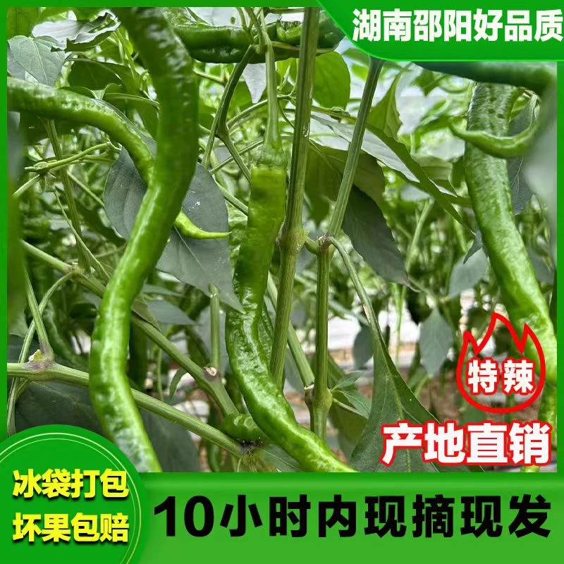 正宗湖南邵阳青椒辣农家自种特产当季皮薄肉多新鲜发货超辣味道