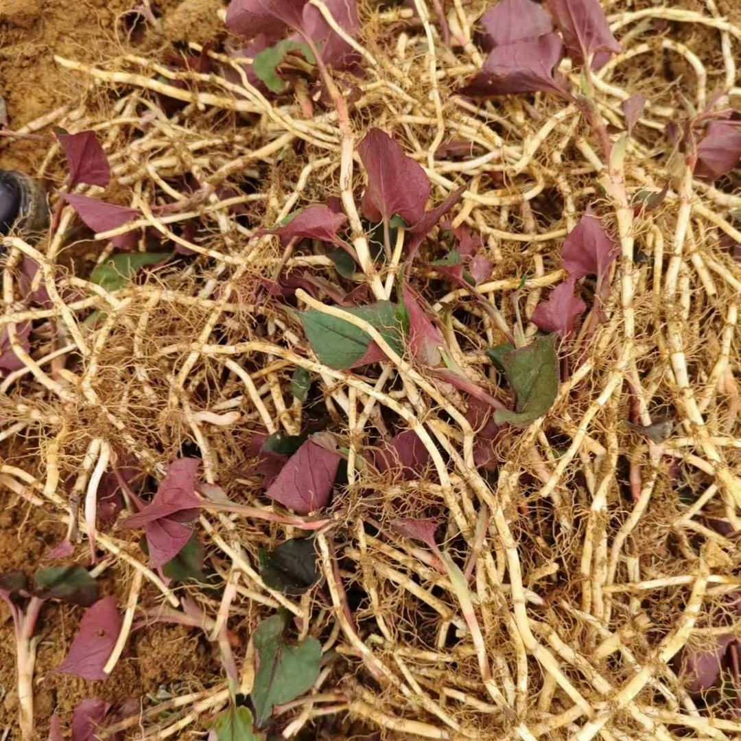贵州鱼腥草新鲜折耳根3斤包邮