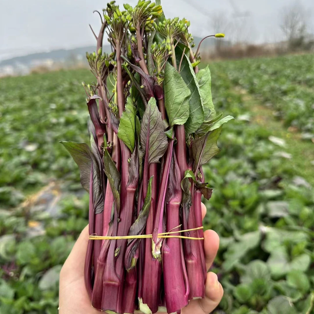 贵州农家新鲜红菜苔现摘现发4斤包邮