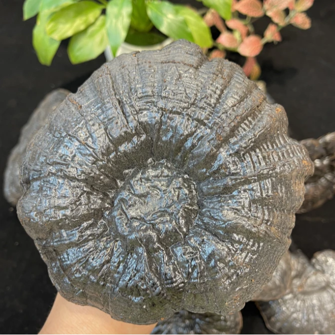 伊桦食养【西藏】整枝黑灵芝 一只