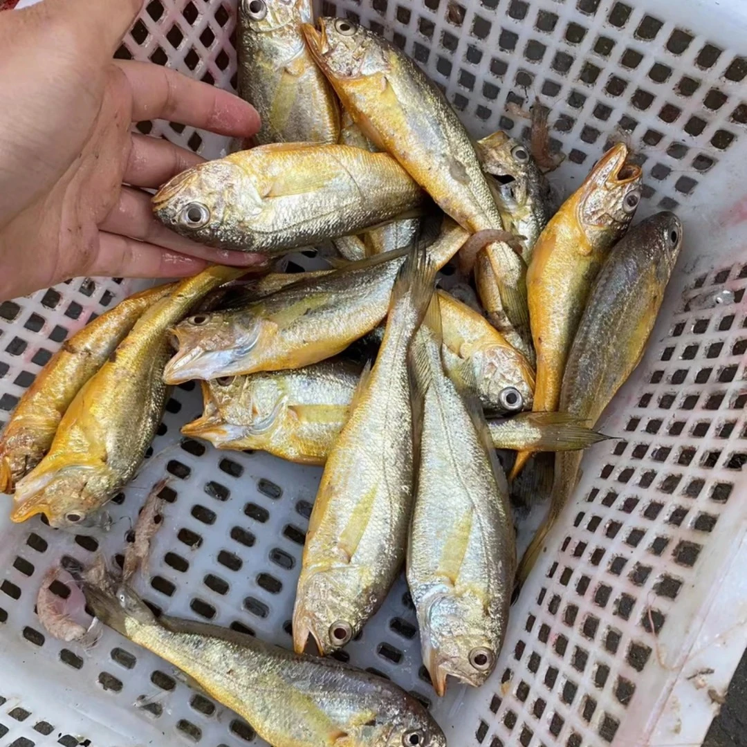 (20条左右/斤)小船深海鱼黄花鱼 发5斤 新鲜速冻 码头直发