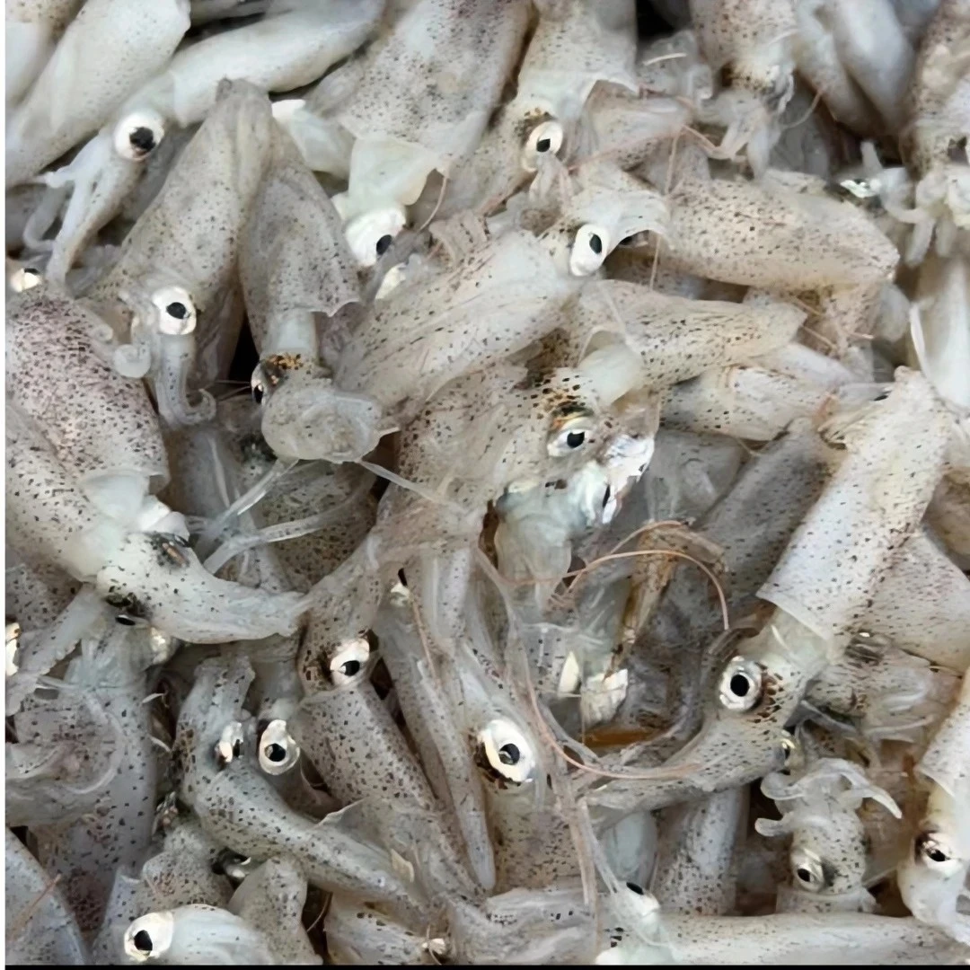 小船笔管海兔 山东日照本地新鲜海鲜 鲜活冷冻鲜美爽口优质笔管