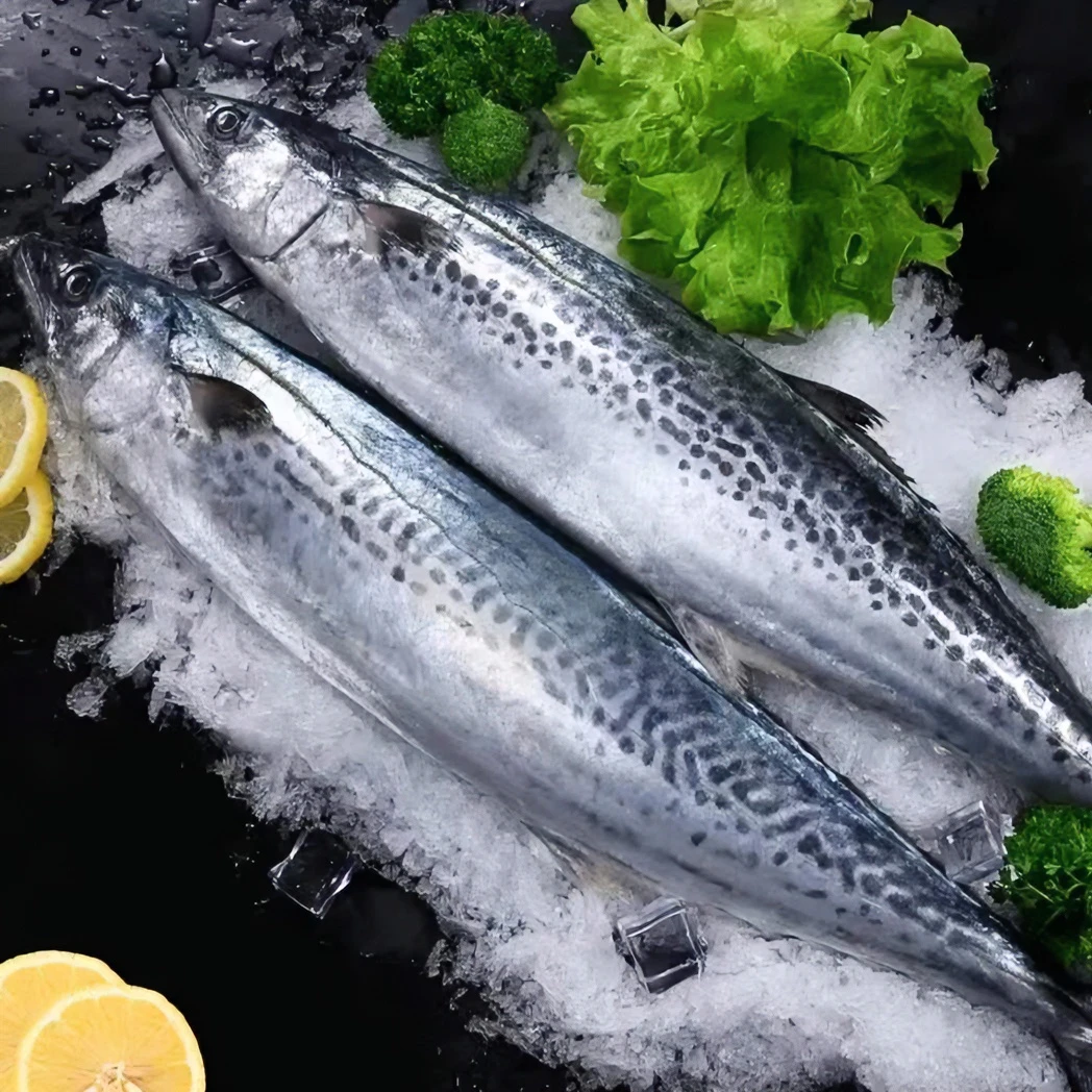 4斤马鲛鱼海鱼鲅鱼燕尾鲅约(1－2斤/条