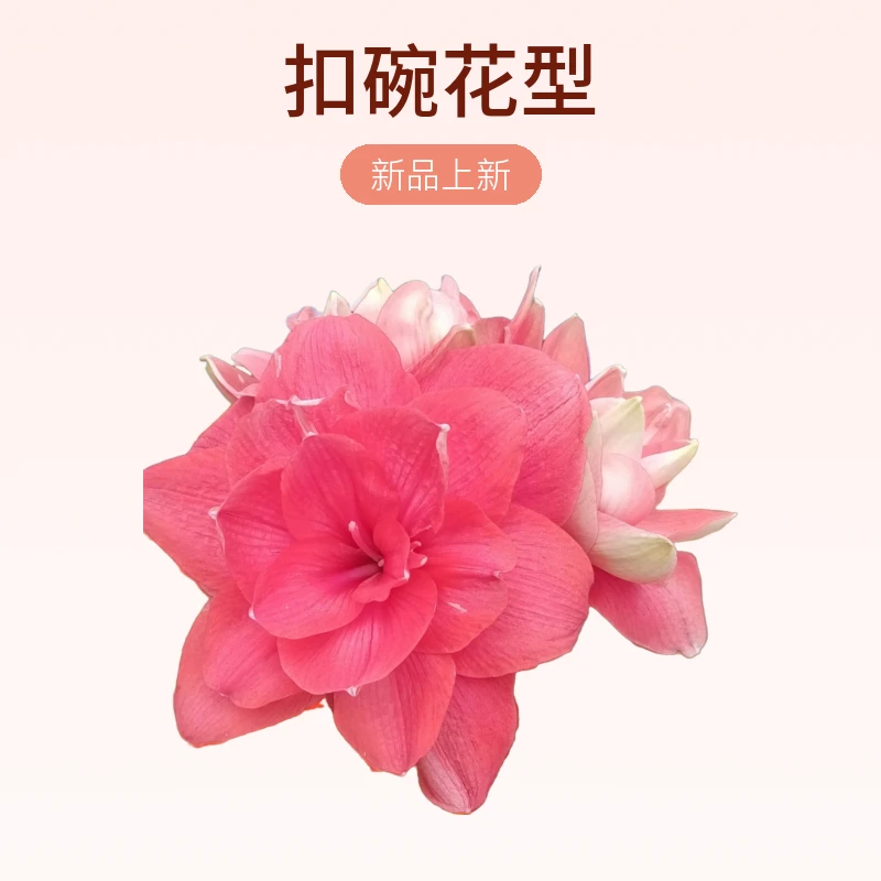 【兰尼】澳洲朱顶红网红品种进口重瓣朱顶红种球家庭园艺盆栽花卉