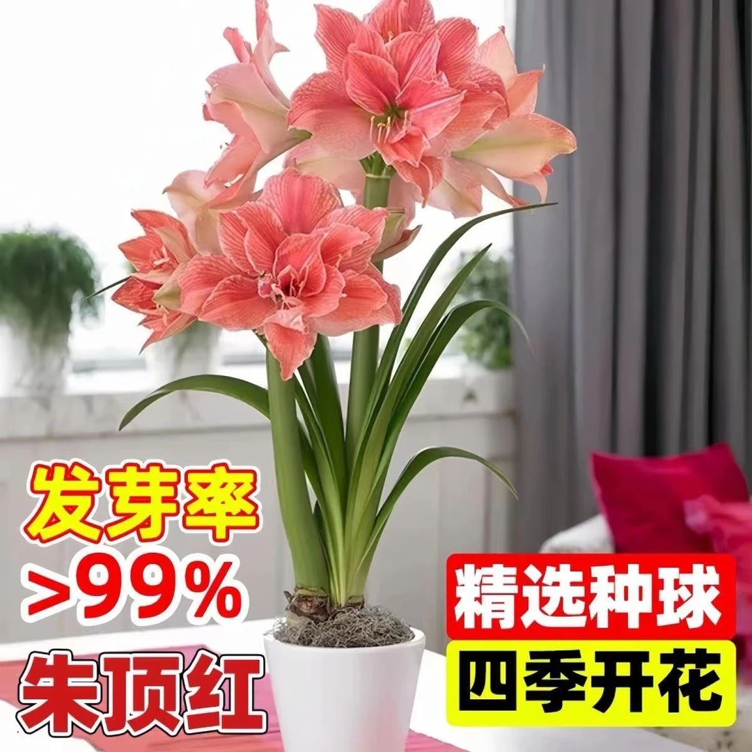荷兰进口新品朱顶红大花重瓣四季开花庭院阳台盆栽花卉大全养不死