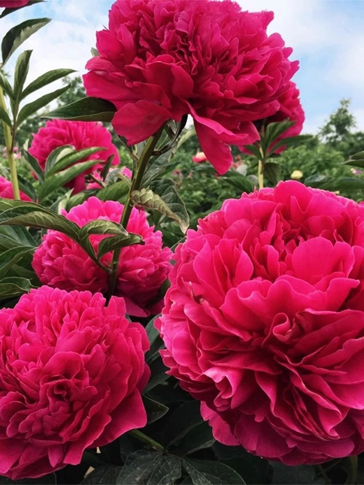 正宗牡丹花苗大花盆栽耐寒易活富贵花王洛阳重瓣牡丹庭院带芽花苞