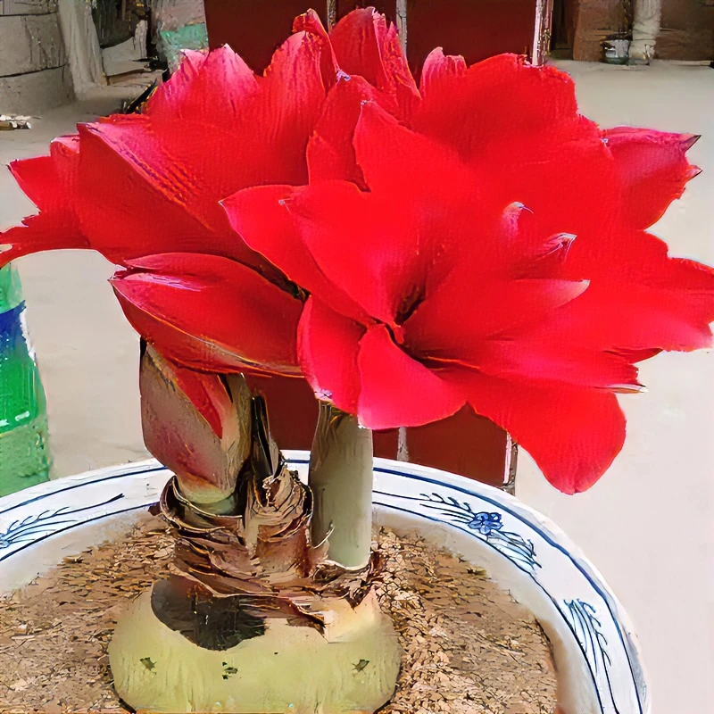【常年开花】进口朱顶红重瓣大花盆栽植物客厅绿植花卉大全好养活