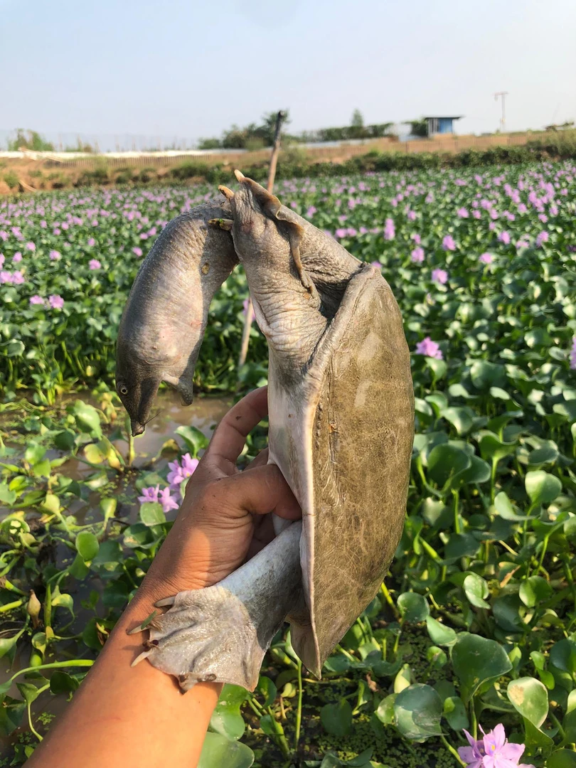 生态甲鱼包邮包活到家