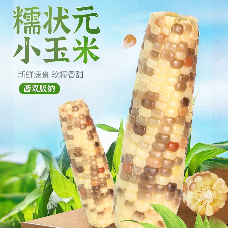 版纳云上良品新鲜采摘农户自种糯状元小玉米1.5kg礼盒装