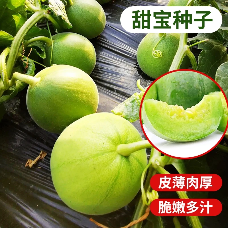 绿宝甜瓜种子四季水果高产包邮绿宝石甜瓜种籽绿皮绿肉薄皮香瓜子