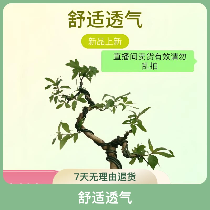 绿植(盘景)(素材)