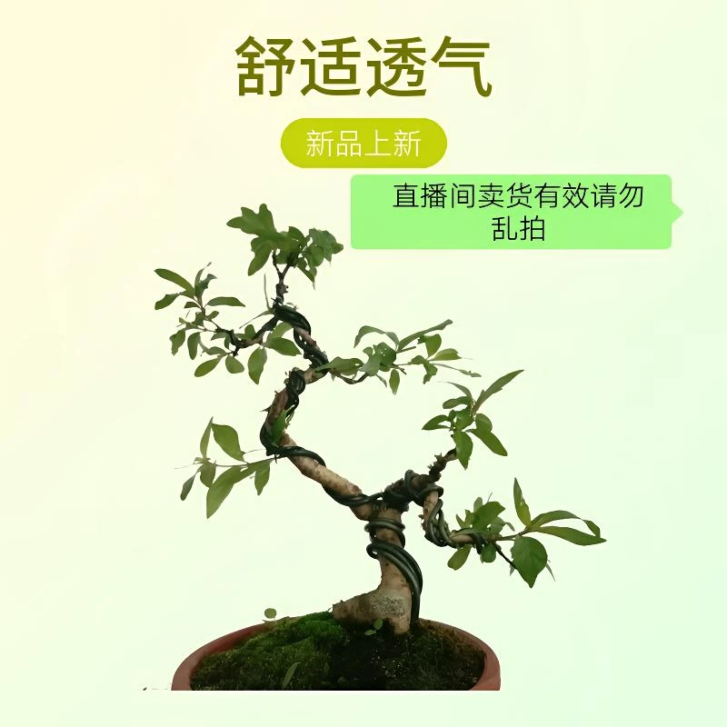 绿植(盆景)(素材)