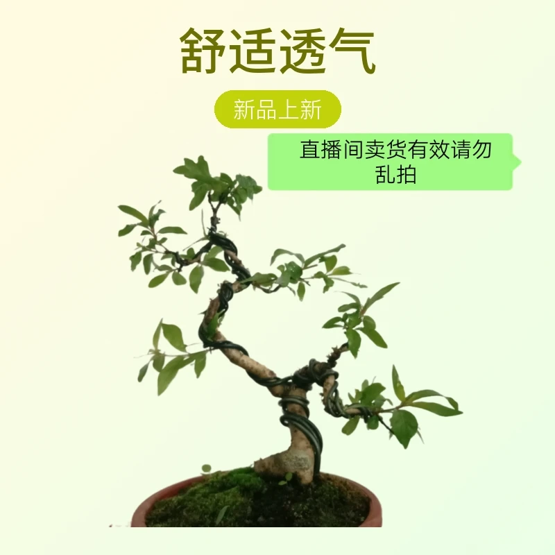 (杂木)(素材)盆景