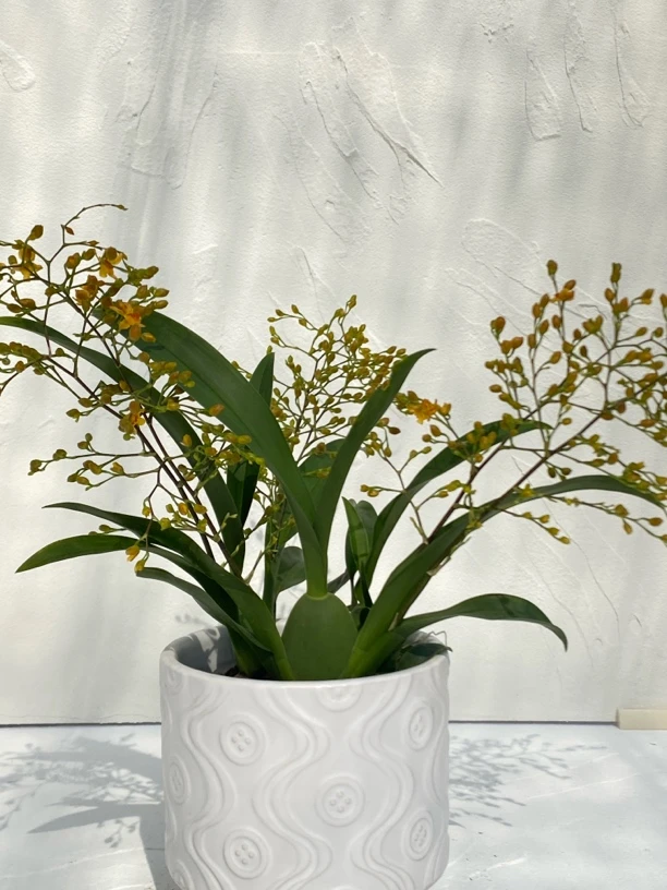 精品香水兰花 （文香兰）梦香兰 室内盆栽植物