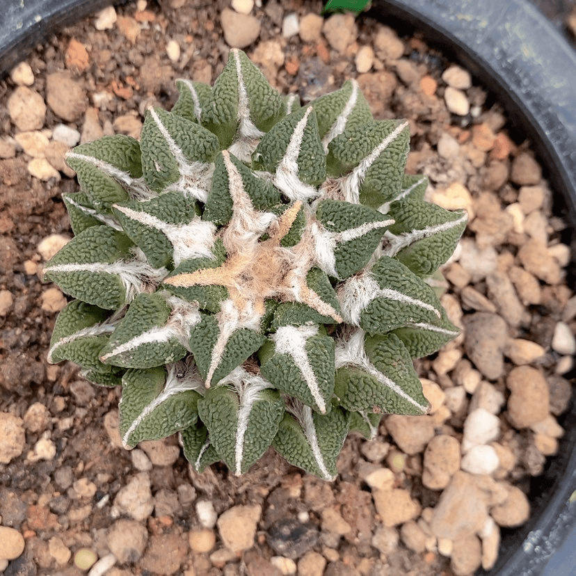 【闪购商品】自根大黑