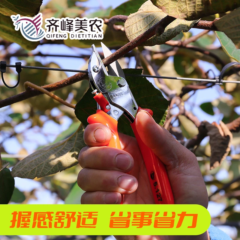 现货专业果树剪刀,修枝剪,剪枝工具修剪盆栽