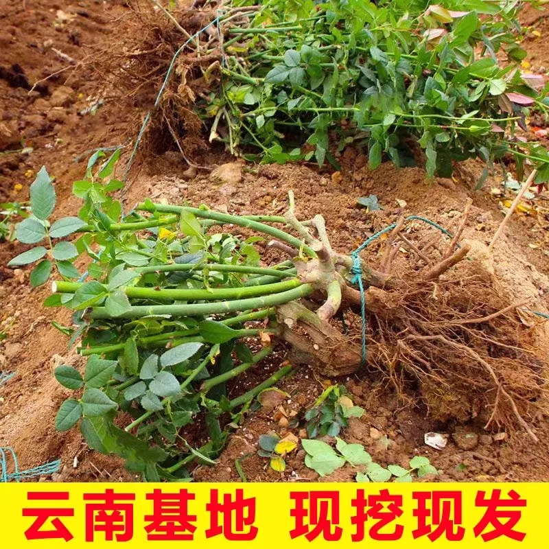 现挖玫瑰老桩苗四季开花阳台庭院栽植花卉月季绿植新手好养活
